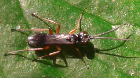 Pompilidae : Agenioideus sp.?